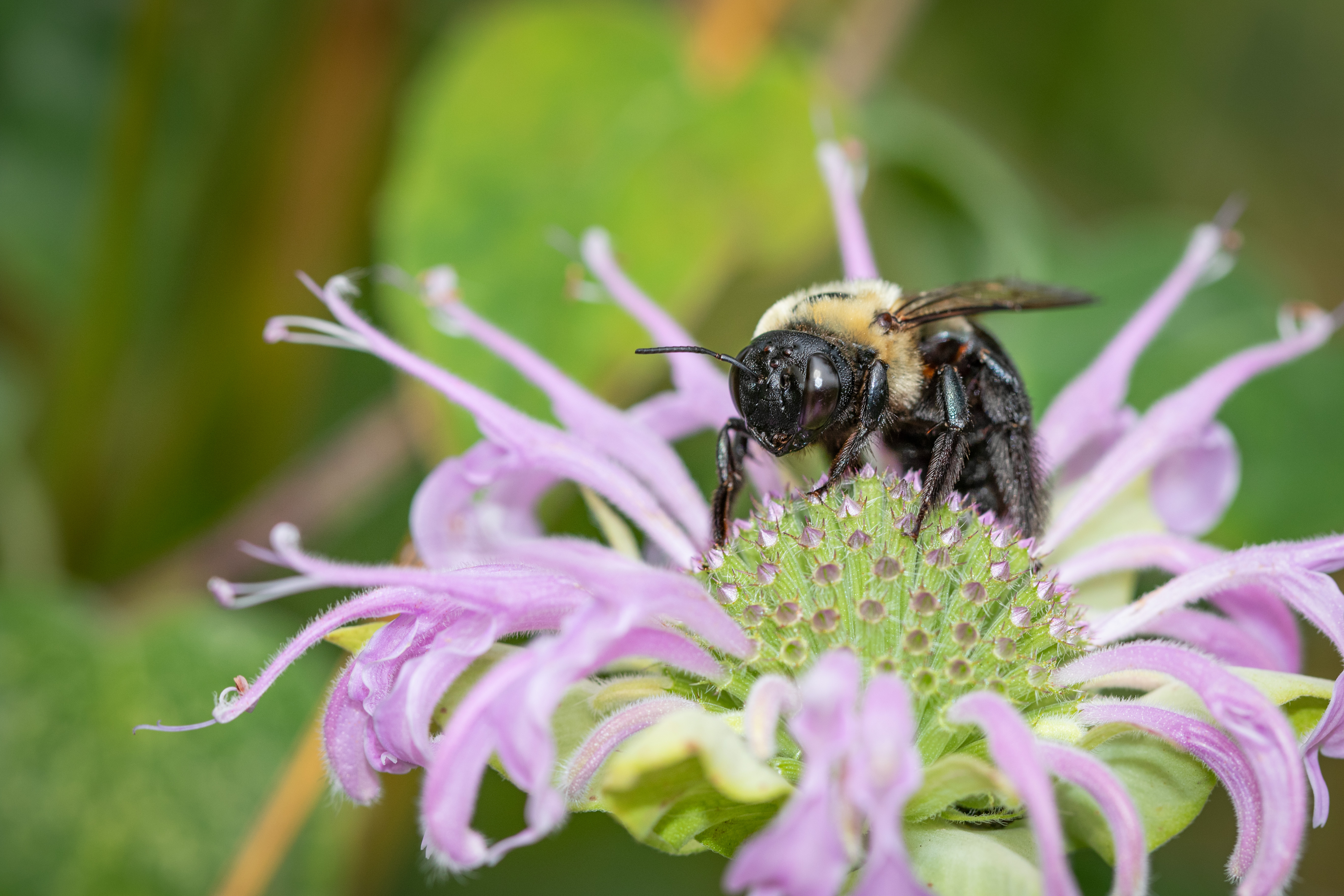 Eastern Carpenter Bee (Xylocopa virginica)